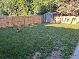 Silver Lake Dog Fencing rev3 300x225
